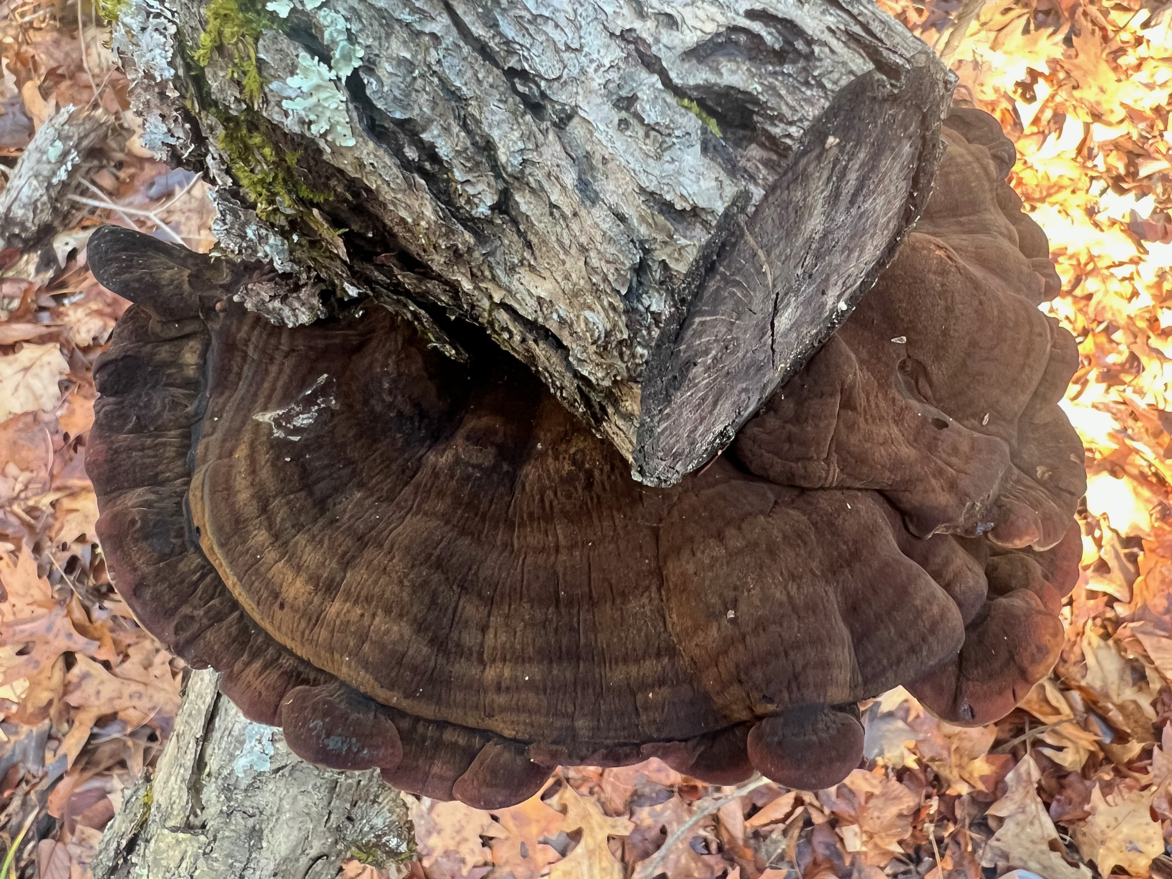 Ischnoderma benzoinum